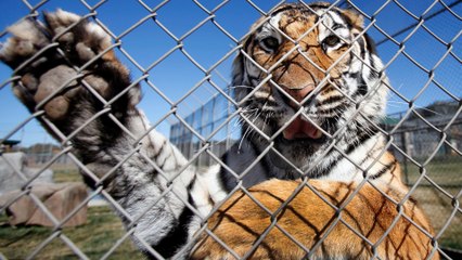 What’s behind the US trade in exotic animals? | The Bottom Line