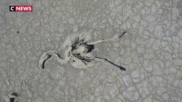 Turquie : des centaines de flamants roses retrouvés morts
