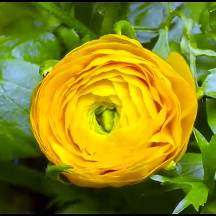 Blooming flowers