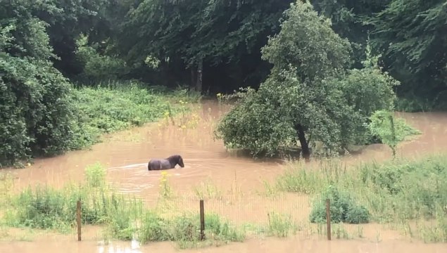 Un Poney pris dans les eaux à Grez-Doiceau