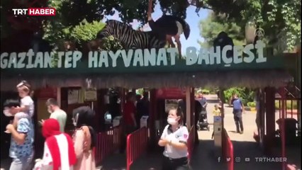 Gaziantep'te kafesinden kaçan aslan 3 kişiyi yaraladı
