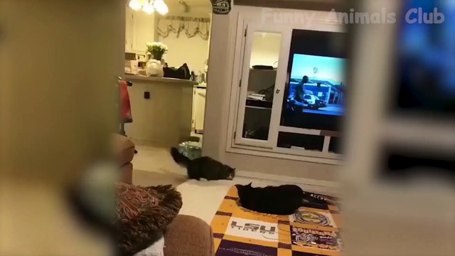 Cute And Funny Pets Doing Things - Funny Dogs And Cats Reactions