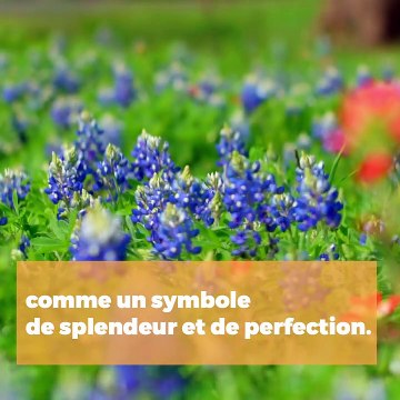 L’histoire de la dévotion à Notre Dame du Mont Carmel