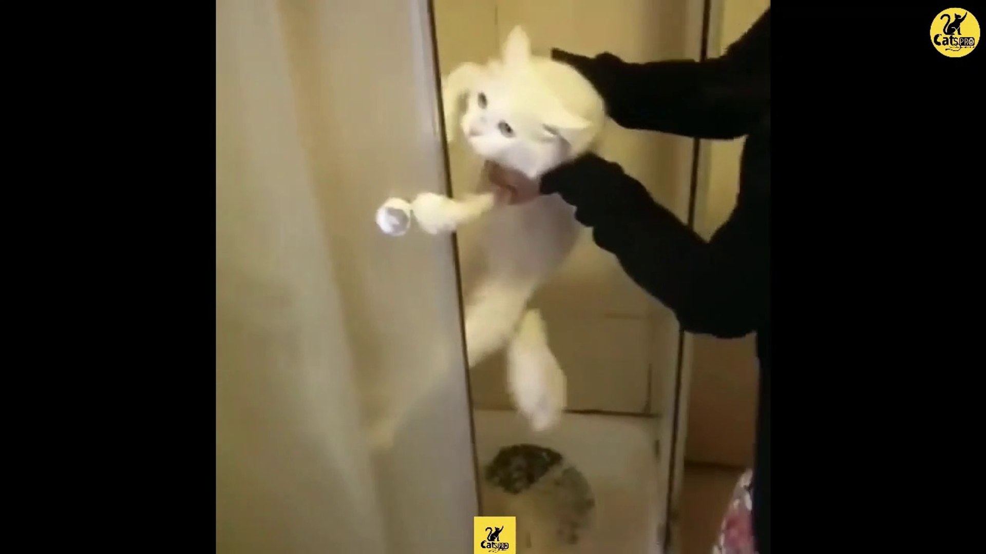 Cats | Funny & Cute Cats | Cats PRO | Cats Video compilation 10