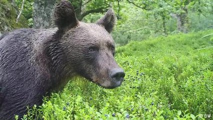 Wild bears in northern Spain