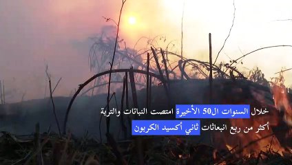 غابة الأمازون تتحول مصدرا لثاني أكسيد الكربون