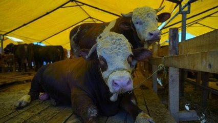 KURBAN PAZARINDAKİ HAYVANLARIN YÜZDE 80'I SATILDI