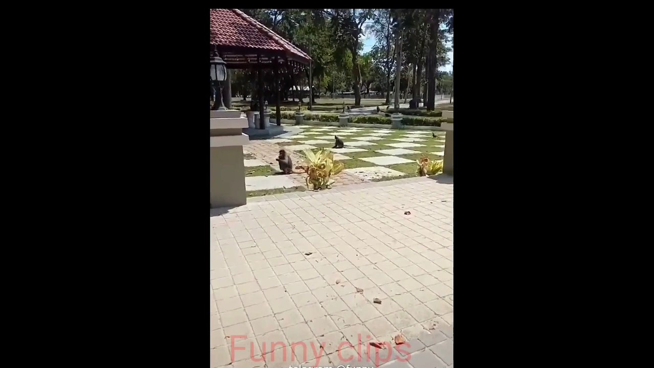 Monkey got pranked funny clip