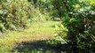 Roadrunner vs Rattlesnake Mother Rabbit Save Her Baby From Snake Swallowing, Snake Hunt Iguana Fail