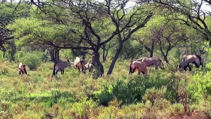 World's Fastest Animals Fail! Gemsbok Herd Rescue Calf From Cheetah Hunting