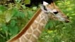 Unbelievable Giraffe Take Down Lion! 3 Giraffe vs 100 Lion, Mother Giraffe Save Her Baby From Lions