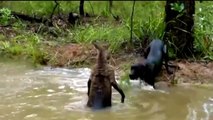Unbelievable! Kangaroo Become Prey Of Crocodile Underwater, Kangaroo Don’t Escape, Dingo vs Kangaroo