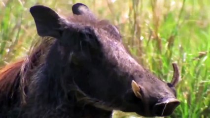 Unbelievable Power of The King! Male Lion Rescue Warthong From Lioness Hunting, Life of Big Cat