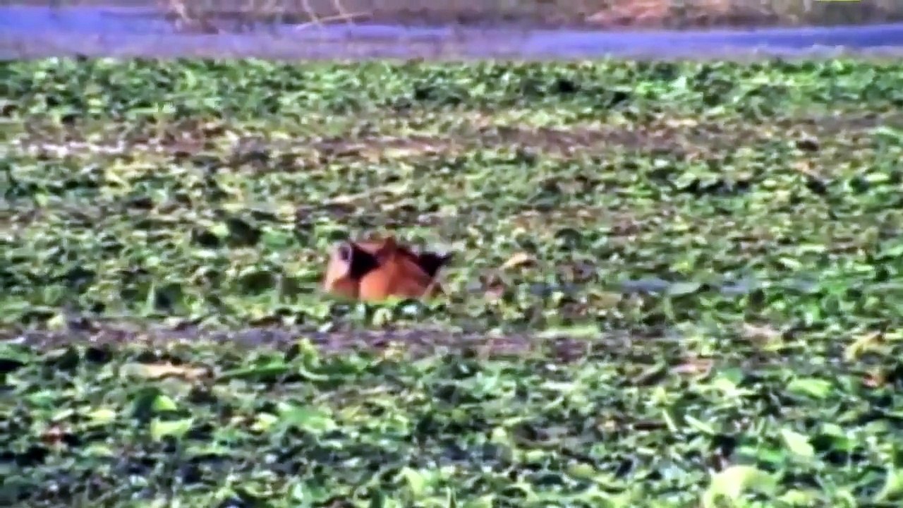 Python Too Dangerous! Tiger Can’t Escapes Giant Anaconda – Python vs Leopard, Lion – Big Cat Fail