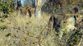 God Gave Strength To Buffalo When Confronted With Lions Buffalo Vs Lion #3