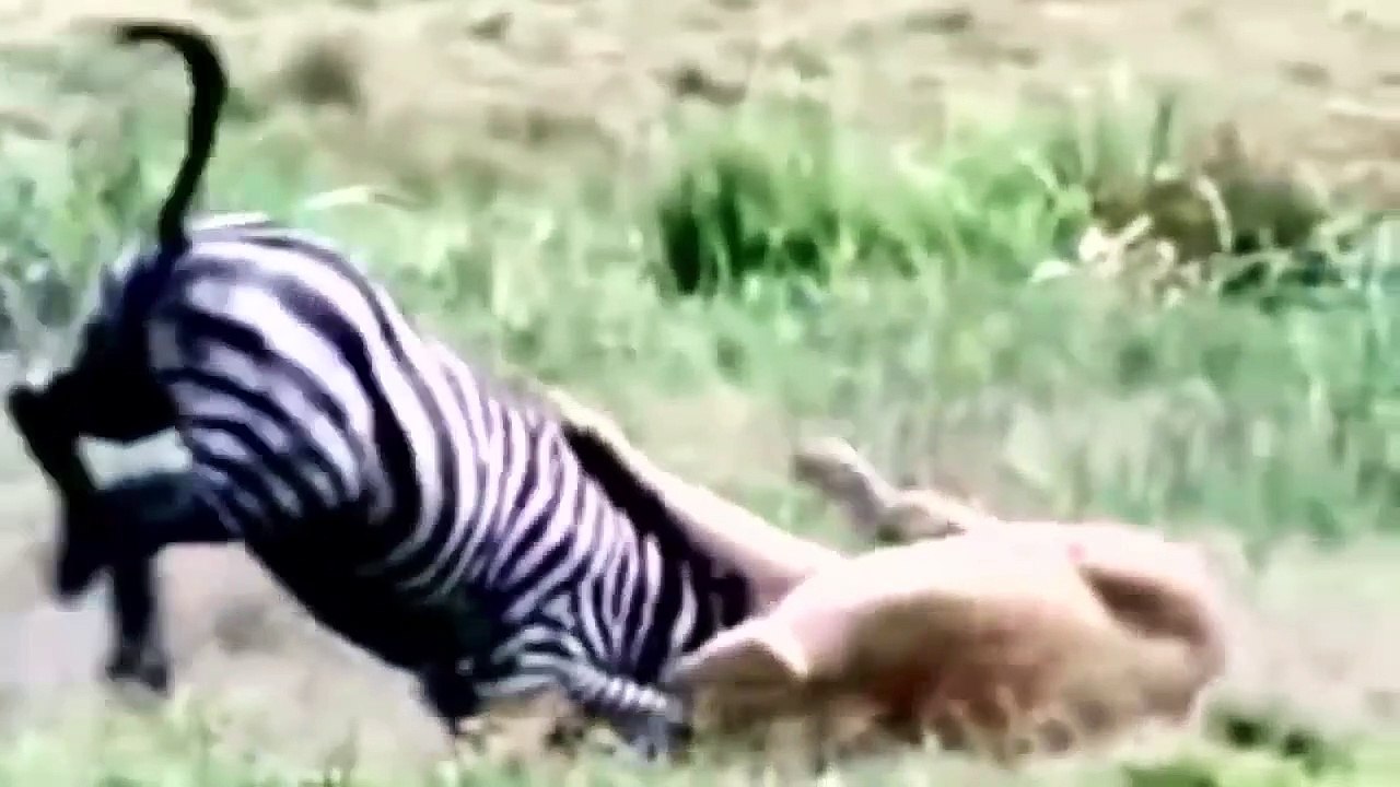 Unbelievable Life is Not Easy With King Lion! Mother Zebra Save Her Baby From Lion, Giraffe vs Lion