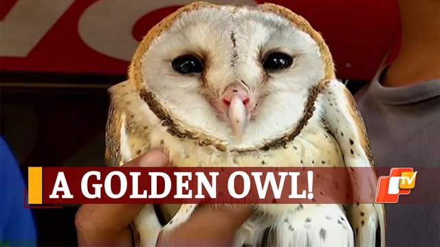 Rare Owl Spotted By Locals In Odisha, Rescued By Forest Officials