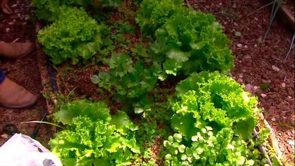 bd-como-dar-mantenimiento-a-su-huerta-casera-150721