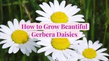 How to Grow Beautiful Gerbera Daisies