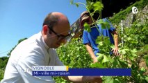 Vignes bio, cantine, UT4M, judo, Festival Berlioz - 15 JUILLET 2021