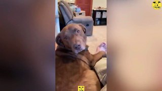 Funny & Cute Dogs 03