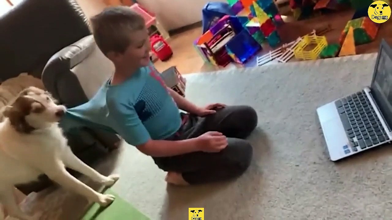 Funny & Cute Dogs 02