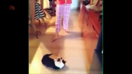 Animal Jokes and Curiosities - Funny Moments