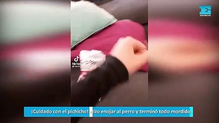 ¡Cuidado con el pichicho! Hizo enojar al perro y terminó todo mordido