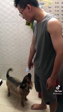 Chú chó được chủ cho tiền, tờ nào giá trị hơn mới lấy