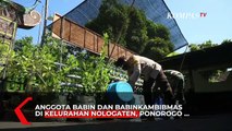 TNI/Polri di Ponorogo Tanam Sayur Hidroponik Untuk Warga Isoman