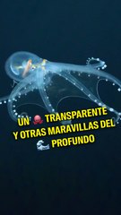 Este “pulpo de cristal” es real y fue hallado en el océano profundo