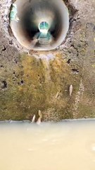 Ce poisson remonte un tout petit filet d'eau... magnifique