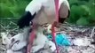 Cette maman cigogne protège ses petits avec son corps alors qu'il grêle !