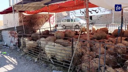 إقبال ضعيف على الأضاحي.. وشكاوى بسبب الأسعار والأعلاف