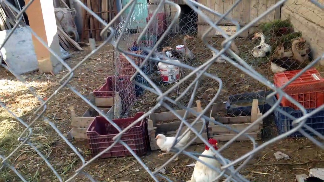 Kümes tavukçuluğu yaparken kaz yetiştirmek