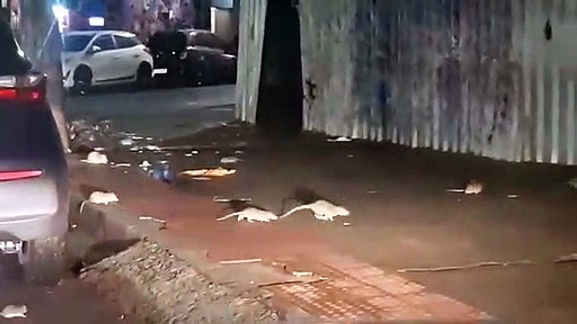 Vídeos mostram ratos gigantes passando no meio das pessoas na Rua da Lama