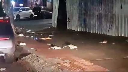VÍDEO | Universitário flagra ratos na Rua da Lama