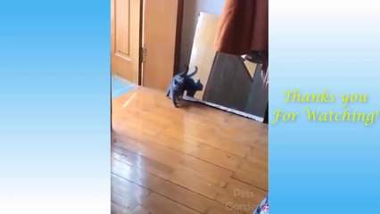 Cute Cat and Owners are the best friends Videos