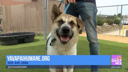Yavapai Humane Society on Beating the Summer Heat