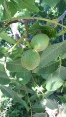 5 Discover 5 Nut Varieties Growing in Turkey 🌰