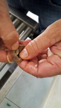 Apreensão de drogas no Presídio Regional de Cajazeiras