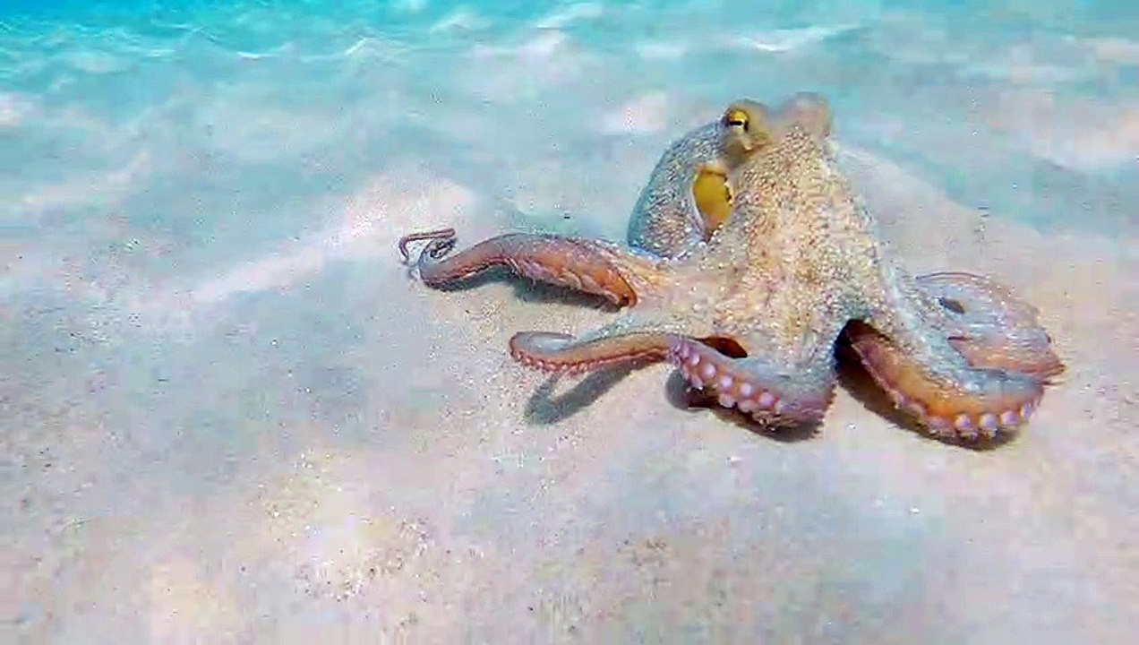 Octopus Climbs on Camera - video Dailymotion