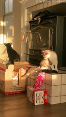 Clumsy Kitty Disrupts Peaceful Scene