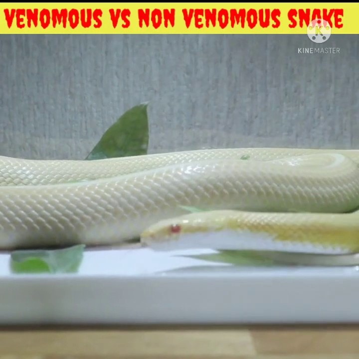 venomous snake vs non venomous snake