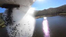 Fish are falling from the sky in Utah