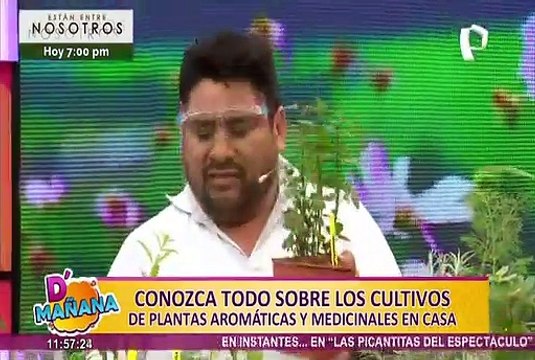 D’Mañana: ¿cómo cultivar plantas medicinales y aromáticas en casa?