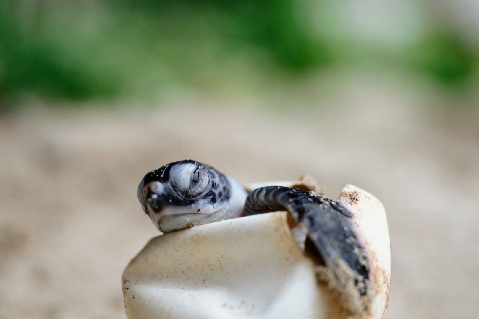 ⁣Southern States Celebrating First Sea Turtle Hatches of the Season