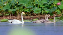 El lago de los cisnes de china. Documental.