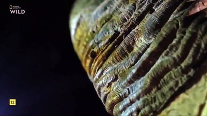 cazadores salvajes_1- Lobos y chacales. DOCUMENTAL.