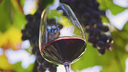 How climate impacts the wine industry